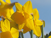 4th Mar 2020 - Daffodils