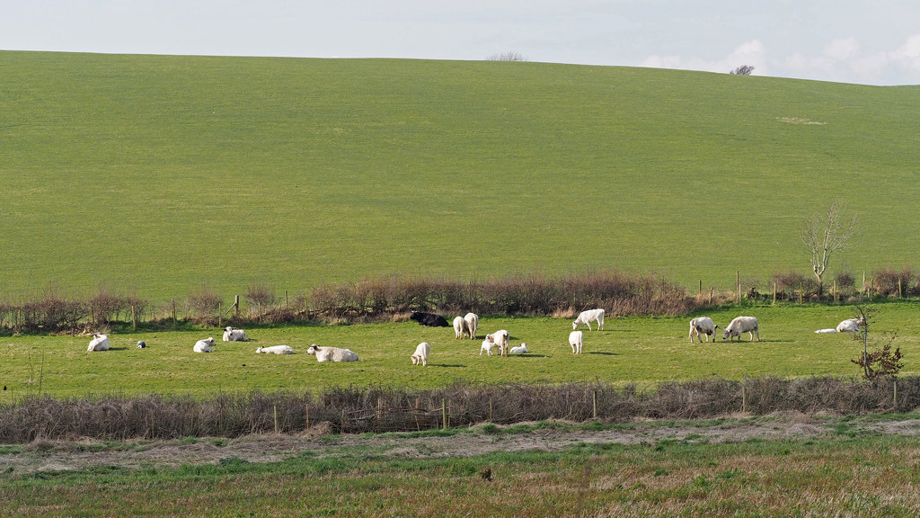 White Park Cattle by philhendry