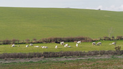 5th Mar 2020 - White Park Cattle