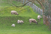 2nd Mar 2020 - Sheep & Lambs