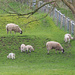 Sheep & Lambs by philhendry