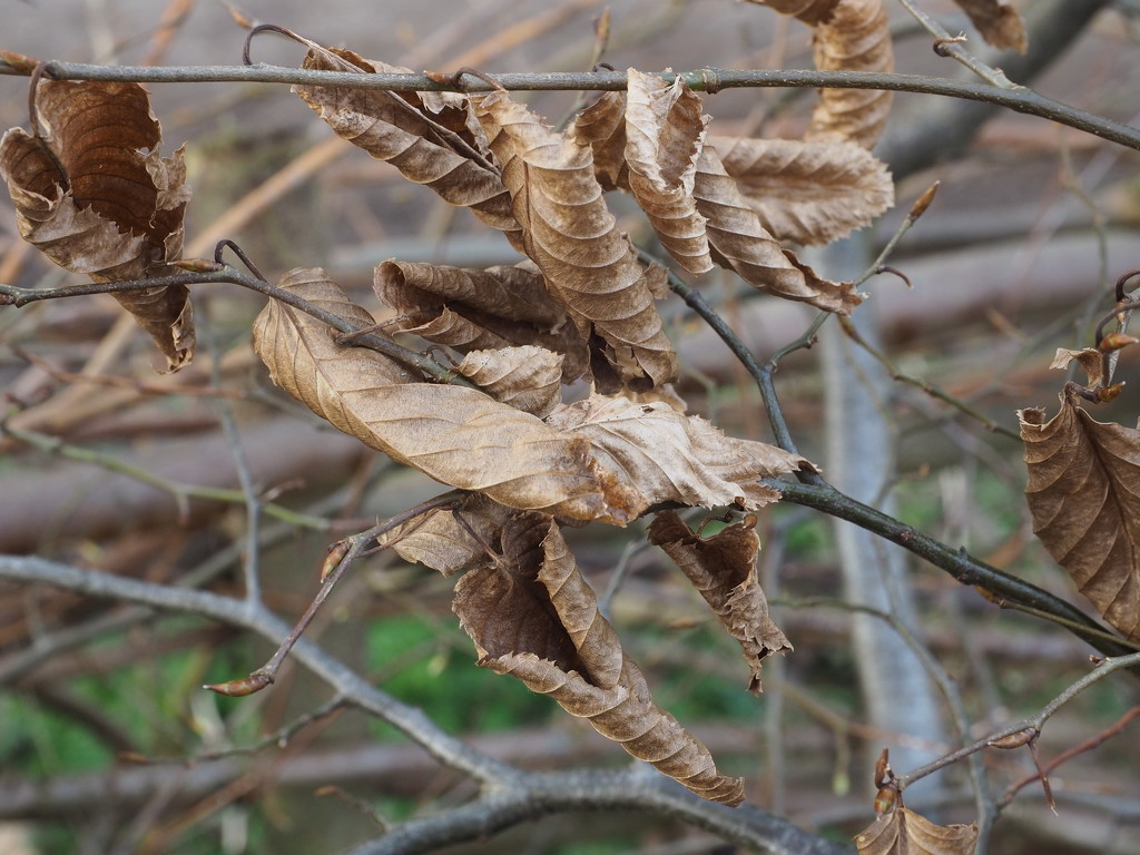 The Last of Last Year's Leaves by philhendry