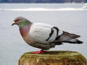 6th Mar 2020 - Pigeon