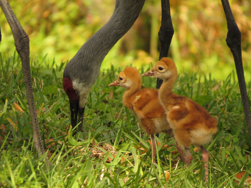 Sandhill Crane Chicks by rob257