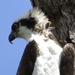 Osprey at Bok Tower Gardens by rob257