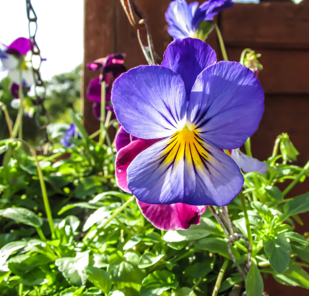 Pretty Pansy by mumswaby