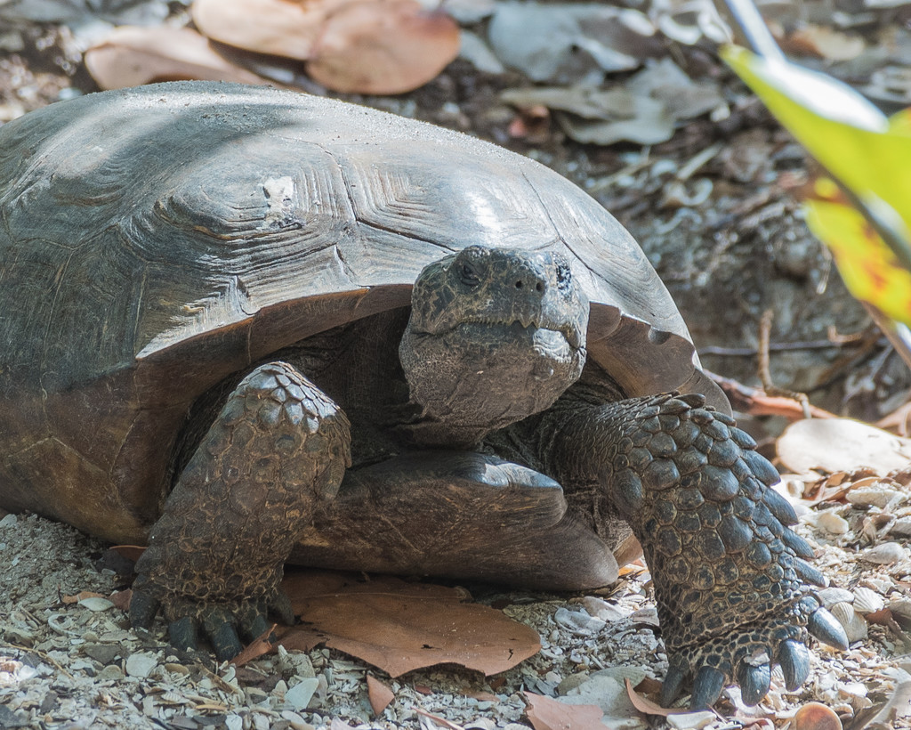 Gopher Tortoise by mgmurray