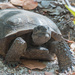 Gopher Tortoise by mgmurray