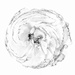 ranunculus fading bw by jernst1779