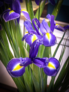 6th Mar 2020 - Irises