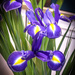 Irises by frequentframes