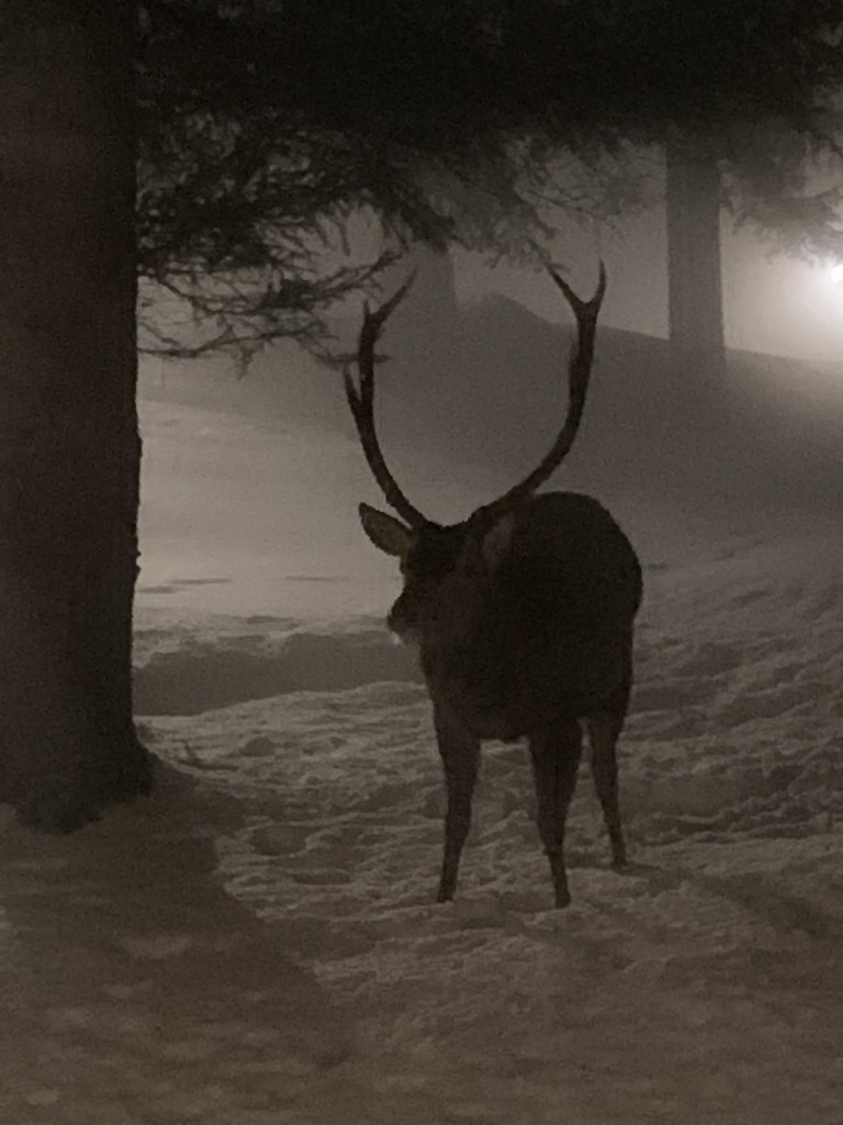 Snow at night…and a visitor by caterina