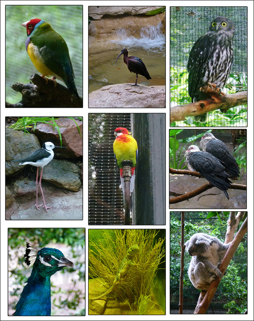 Blackbutt Reserve Collage by onewing