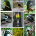 Blackbutt Reserve Collage by onewing