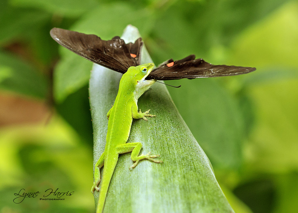 Anole's Lunch by lynne5477