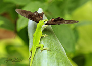 4th Mar 2020 - Anole's Lunch