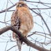 Red Shouldered Hawk by lynne5477