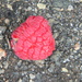 Raspberry in Parking Lot  by sfeldphotos