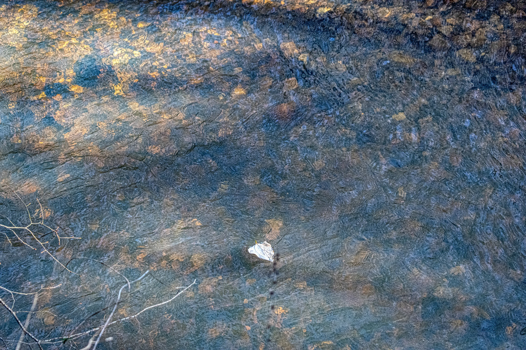 Leaf in Creek by k9photo