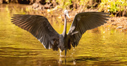 6th Mar 2020 - Little Blue Heron Showing Off!