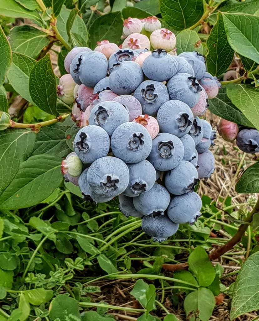 Local blueberries  by gosia
