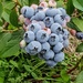 Local blueberries  by gosia