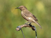 7th Mar 2020 - Female Sunbird 