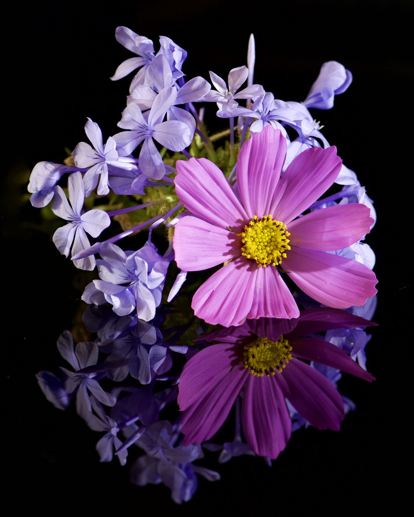 Reflected Flowers DSC_0837 by merrelyn