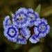 Tweaked Dianthus ...P2061208 by merrelyn