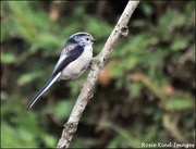 7th Mar 2020 - Long tailed tit