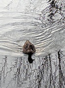 5th Mar 2020 - Ripples and Reflection