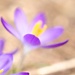 Day 65:  Crocuses...  by jeanniec57