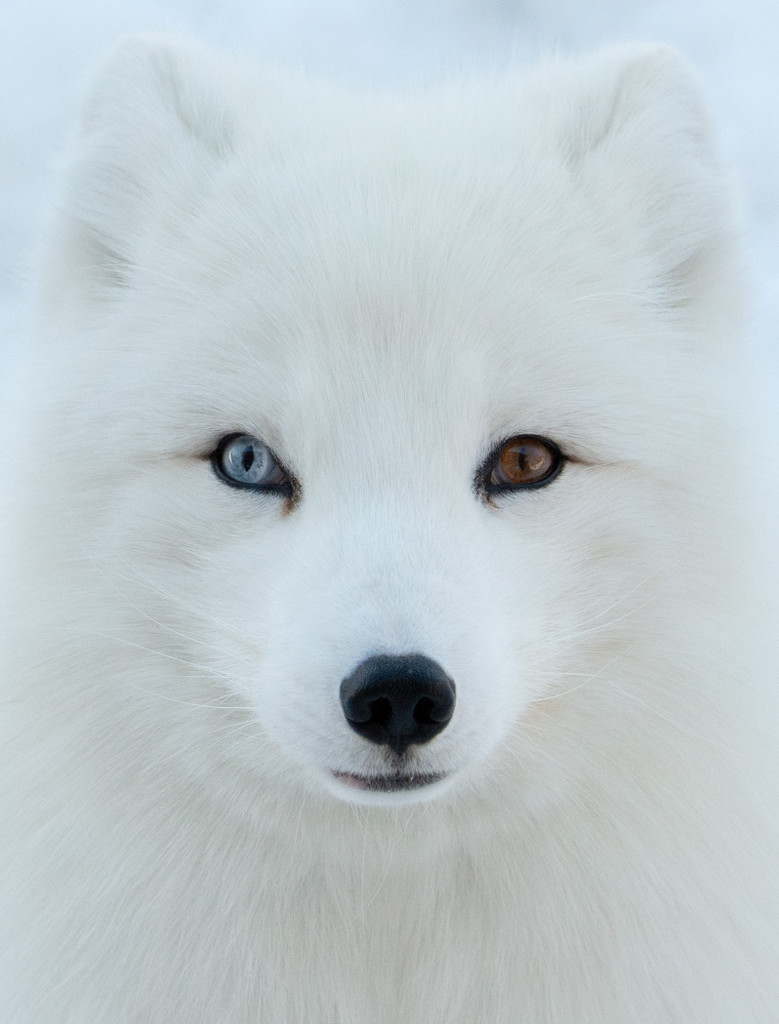 Wall Eyed Arctic Fox by sprphotos