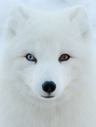 7th Mar 2020 - Wall Eyed Arctic Fox