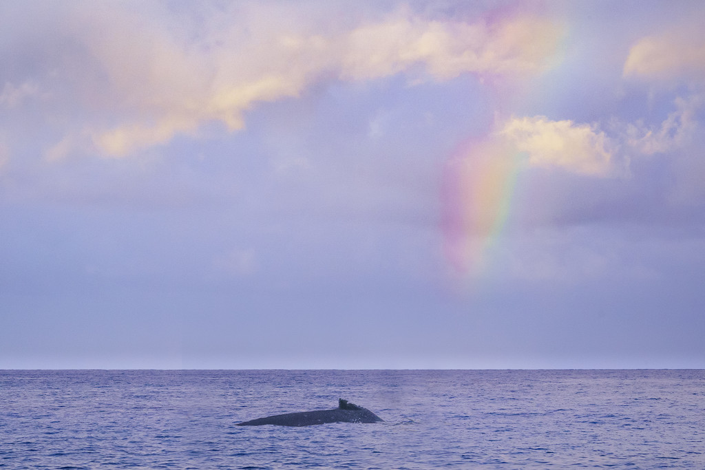  Humpback Whale and Rainbow by jgpittenger