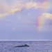  Humpback Whale and Rainbow by jgpittenger