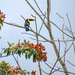 Yellow throated Toucan  by mzzhope