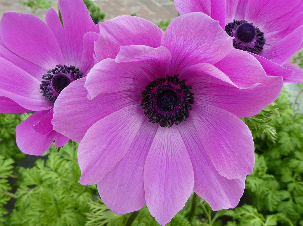Anemone  by wendyfrost