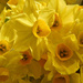Narcissi by wendyfrost