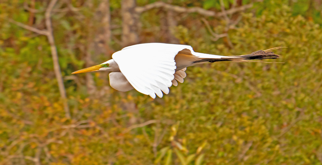 Egret Fly-by! by rickster549