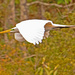 Egret Fly-by! by rickster549