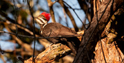 7th Mar 2020 - Pileated Woodpecker!