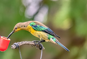 8th Mar 2020 - Malachite Sunbird 