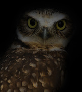 7th Mar 2020 - Burrowing Owl 