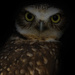 Burrowing Owl  by nicoleweg