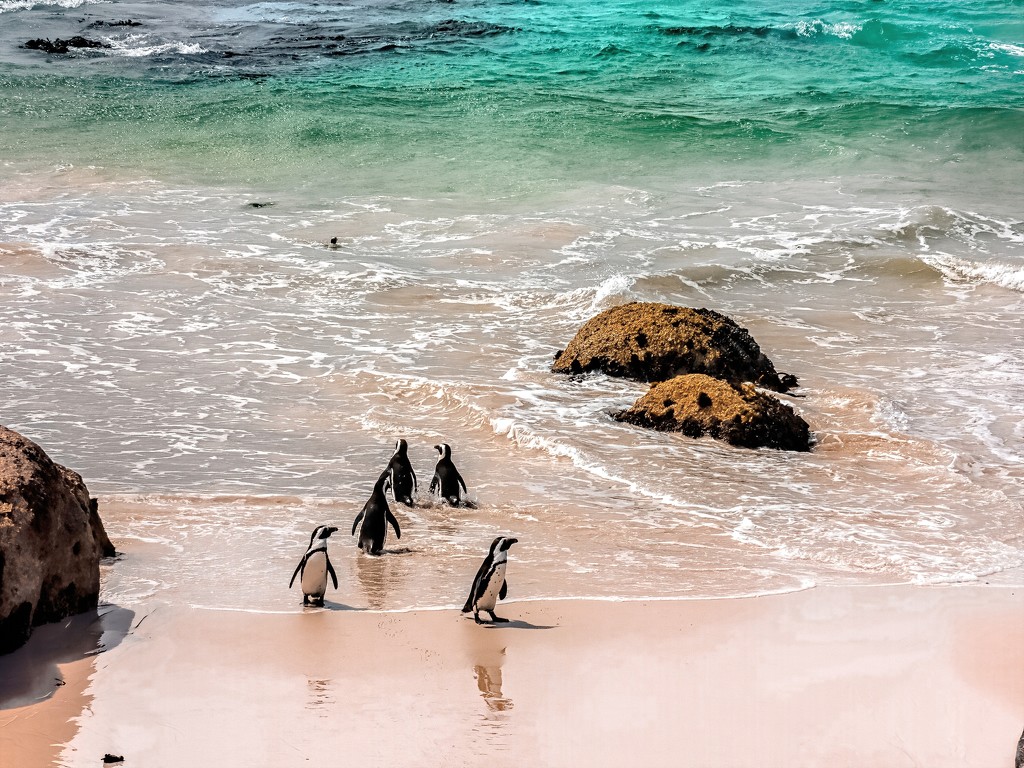 Penguins back from fishing by ludwigsdiana