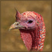 Turkey Lurkey by dide