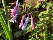 6th Mar 2020 - Corydalis