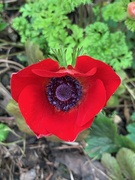 7th Mar 2020 - Anemone