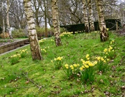 7th Mar 2020 - Daffodils